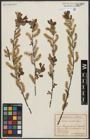 Foto von Salix aurita L.